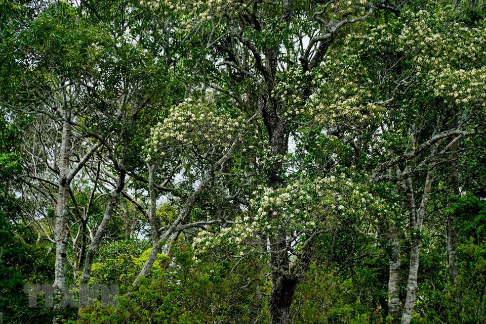 南嫩自然保护区中的老茶林。图自越通社