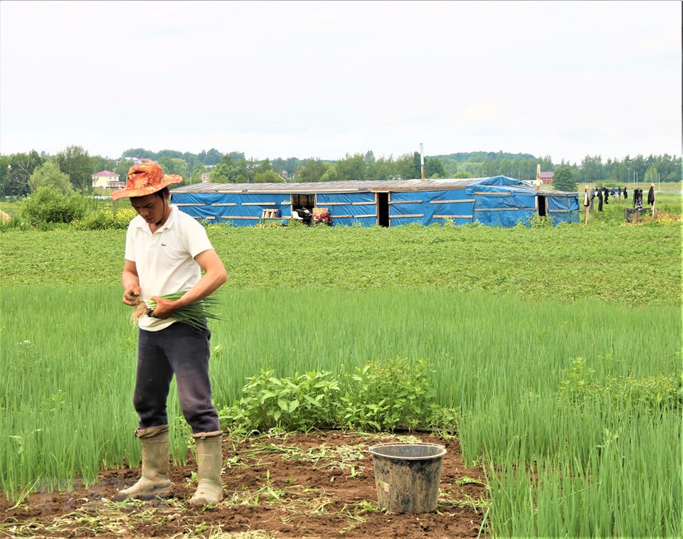 在冬季时，由于在室内种植所以费用较高，种菜人收入也由此而降，他们的收入只能支付日常生活的费用。越通社记者 维征 摄