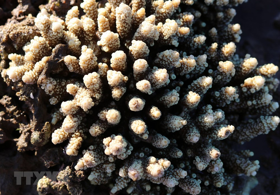 露天的珊瑚礁绚丽夺目。越通社记者 阮成 摄