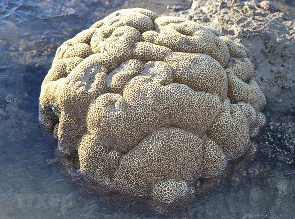 珊瑚的形状像大脑。越通社记者 阮成 摄