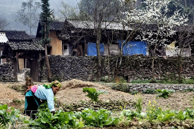 收割芥菜（图片来源：越通社）