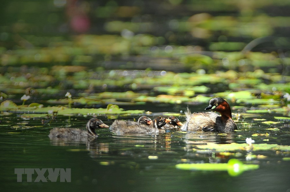 长安野生景色吸引数百种鸟类常年栖息。越通社记者 明德 摄