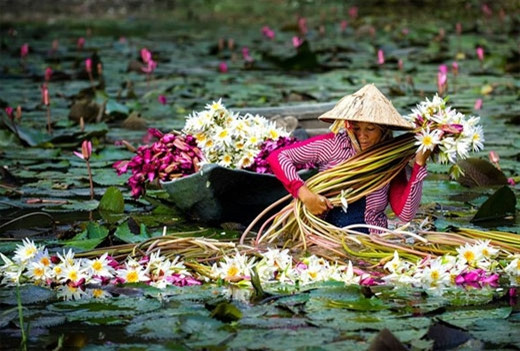 安江汛期时，水面上睡莲花齐放，田菁给水面铺上一片金黄色，构成一幅美不胜收的画图（图片来源：vnexpress.net）