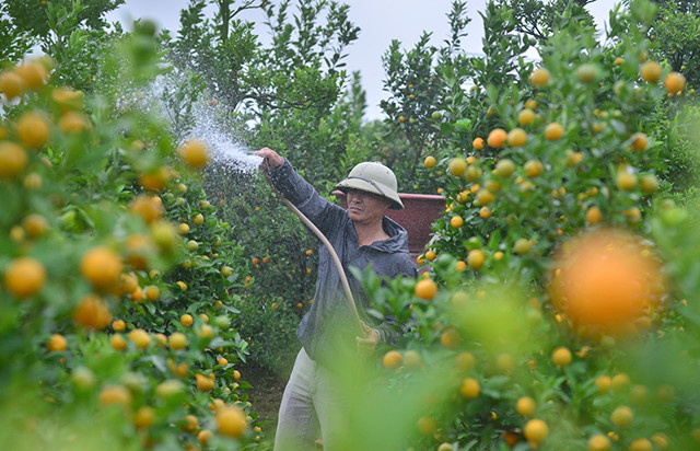 四联桔子果园。（图片来源：越南《人民报》）