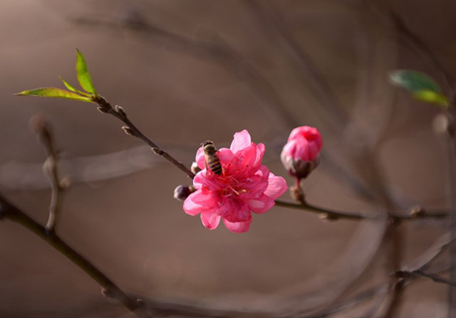 日新桃花园的桃花名闻全国，碧桃的花瓣大、颜色深红。（图片来源：越南《人民报》）