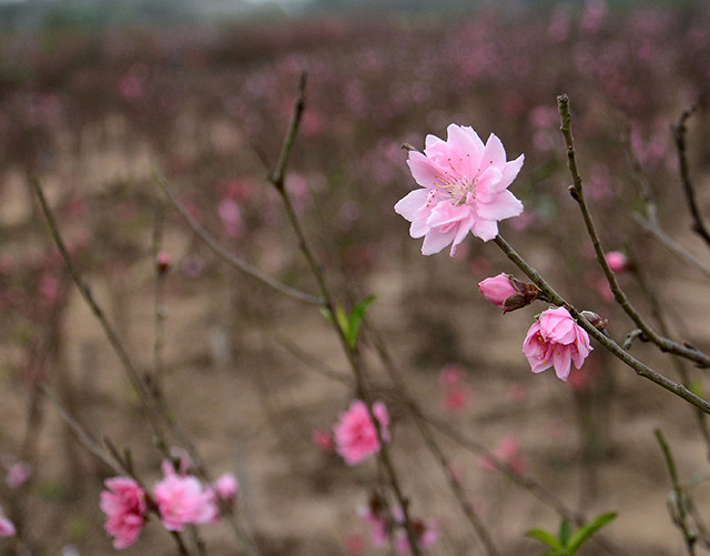 浅粉红的桃花。（图片来源：越南《人民报》）