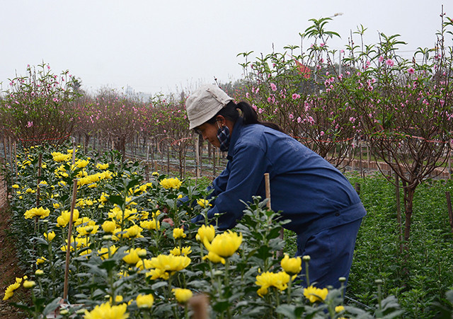 日新桃花村的花农在园子里也种植其他花种。（图片来源：越南《人民报》）