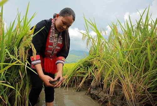 抓鱼 。（图片来源：人民军队报网）