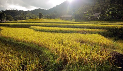 黄树肥的梯田为当地人民带来经济价值，同时构成了一幅美轮美奂的自然画卷，为促进当地旅游发展作出贡献。 （图片来源：人民军队报网）