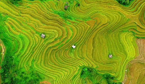 梯田里金灿灿的稻谷构成了生动鲜明的景色。（图片来源：人民军队报网）