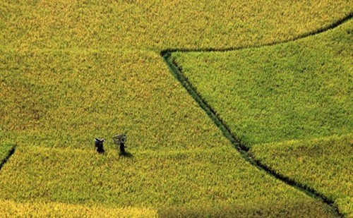 梯田里金灿灿的稻谷构成了生动鲜明的景色。（图片来源：人民军队报网）