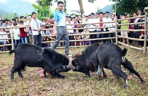看斗羊。（图片来源：人民军队报网） 