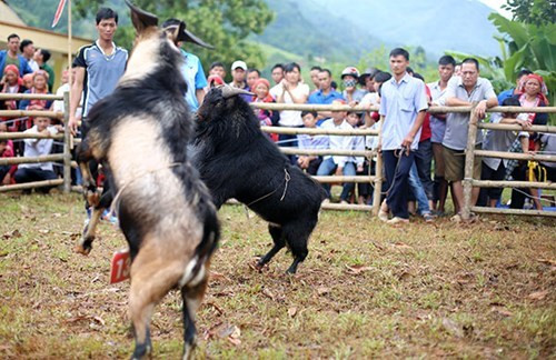 看斗羊。（图片来源：人民军队报网） 