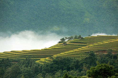 梯田里金灿灿的稻谷构成了生动鲜明的景色。（图片来源：人民军队报网）