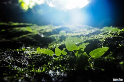 洞口外生长的植物。