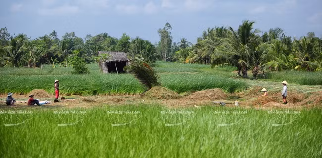 茶荣省沧隆县德美乡600公顷席草地收获季节。