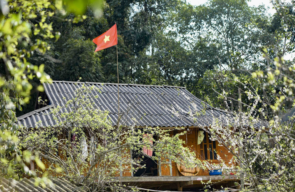 李子花在芳班村傣族人高脚屋屋顶上怒放，繁花似锦醉人心。图自越通社