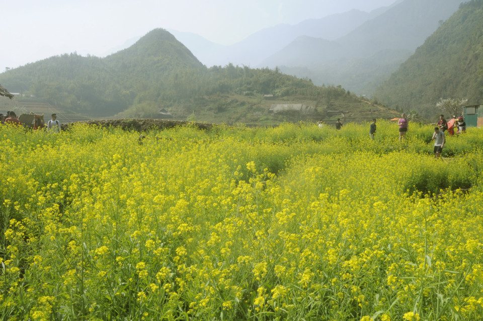 美丽的芥花田迷住游客。越通社记者 陆香秋 摄