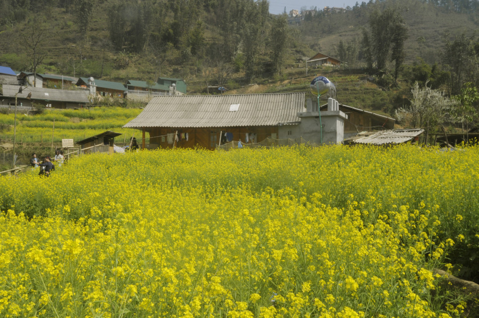 美丽的芥花田迷住游客。越通社记者 陆香秋