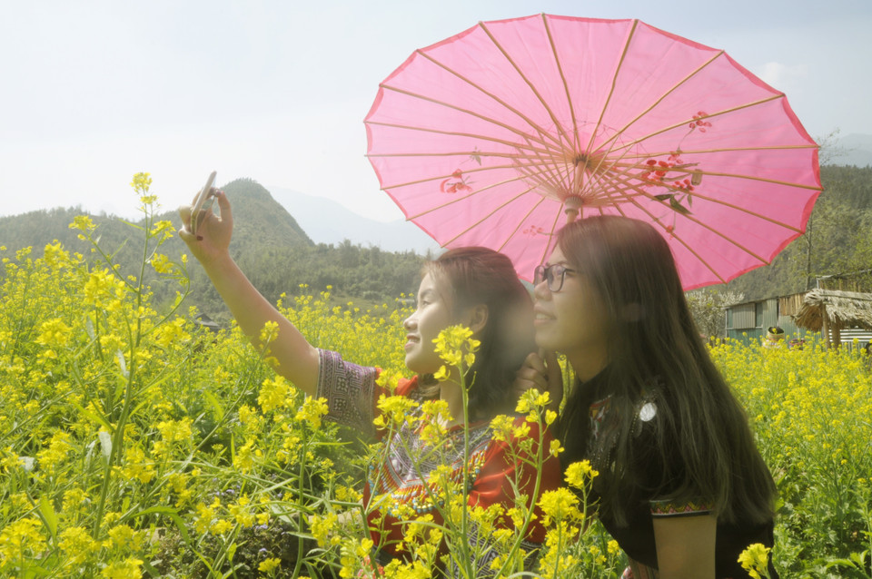 美丽的芥花田迷住游客。越通社记者 陆香秋 摄
