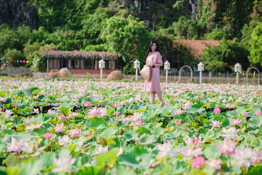 荷花湖位于长安名胜群内卧龙山脚下，其周边是水稻田和岩石山，风景如画充满诗意。据当地居民，这里荷花期可延长至年底，但每年6和7月是荷花盛开的时期，最佳照片或观赏荷花的时间是早晨。在盛开的荷花湖畔散步，呼吸着其清香，实乃人生一大美事，是游客前来舞洞时都有一种难忘的体验。图：Vietnam+
