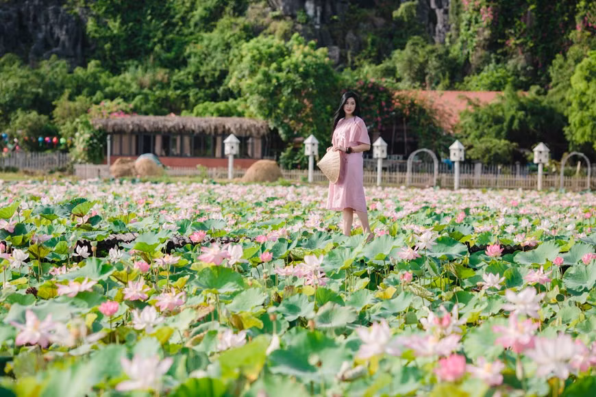 荷花湖位于长安名胜群内卧龙山脚下，其周边是水稻田和岩石山，风景如画充满诗意。据当地居民，这里荷花期可延长至年底，但每年6和7月是荷花盛开的时期，最佳照片或观赏荷花的时间是早晨。在盛开的荷花湖畔散步，呼吸着其清香，实乃人生一大美事，是游客前来舞洞时都有一种难忘的体验。图：Vietnam+