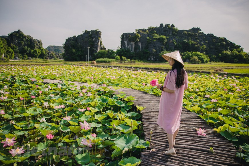 每到夏天，这里荷花次第开放，荷花湖里绚丽多姿的映日荷花。这就是游客观景拍照打卡的理想之地，最佳照片或观赏荷花的时间是早晨。站在舞洞荷花湖畔，放眼望去，你可以尽情的享受阵阵清风，也可以贪婪的呼吸新鲜的空气。面对着大片大片的荷花池，是欣赏，还是拍摄，都可以让你尽情到底。图：Vietnam+