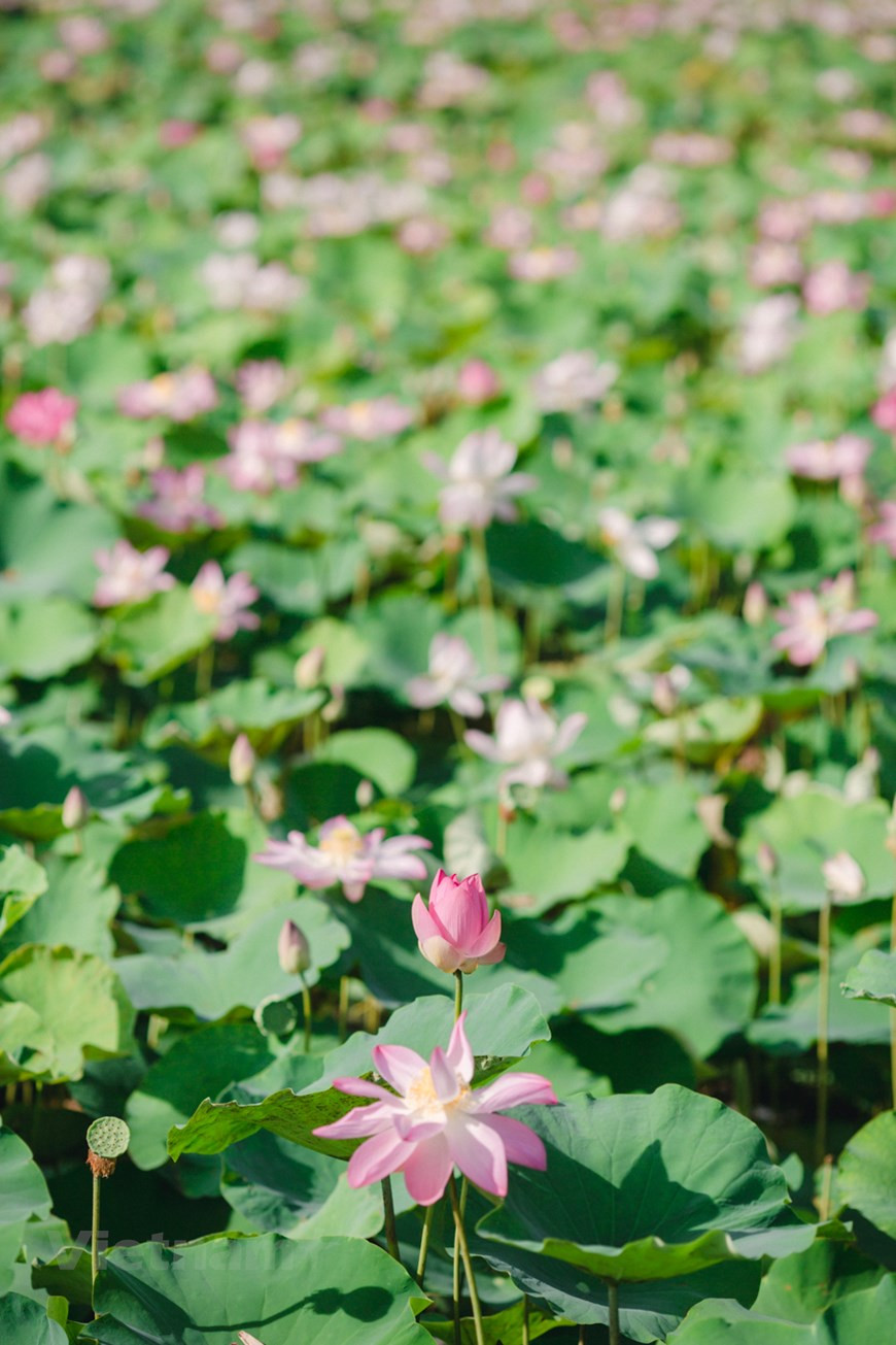 每当夏天来临时，大家都会到舞洞荷花湖观荷赏花。荷花湖上一片片挤挤挨挨的荷叶无穷碧绿。荷叶像飘洒的裙，层层的叶子中间，朵朵粉红的、玉白的花袅娜地开着的。漫步在荷花湖畔，欣赏荷花湖中的碧波荡漾、尽情呼吸阵阵荷香，大家尽可领略这里如诗如画的美景。图：Vietnam+