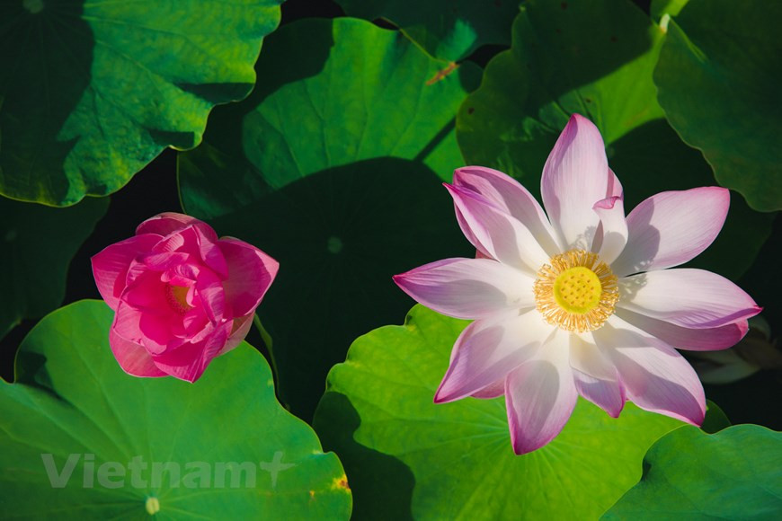 在没有新冠肺炎疫情之前，每次荷花盛开时都有很多游人来这里观赏荷花。据当地居民，这里荷花期可延长至年底，但每年6和7月是荷花盛开的时期，那是荷花湖里，一片片高高挺立的荷叶上面，布满了美丽的荷花。有的洁白如玉，有的粉似彩霞。这就是游客观景拍照打卡的理想之地，最佳照片或观赏荷花的时间是早晨。图：Vietnam+