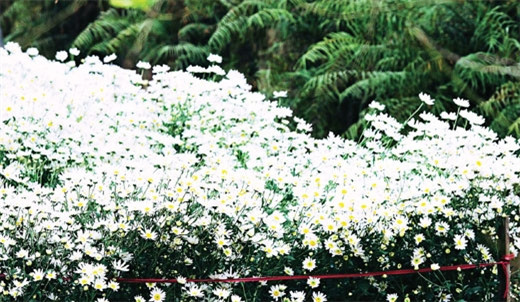 雏菊花的纯洁之美吸引住了花卉爱好者（图片来源：越南《人民军队报》）