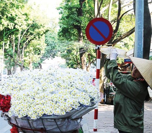 潘廷冯路上到处是一片洁白、朴素的雏菊花（图片来源：越南《人民军队报》）