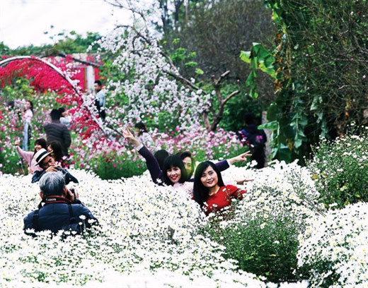 芳玲花园雏菊花在微寒中施展魅力（图片来源：越南《人民军队报》）