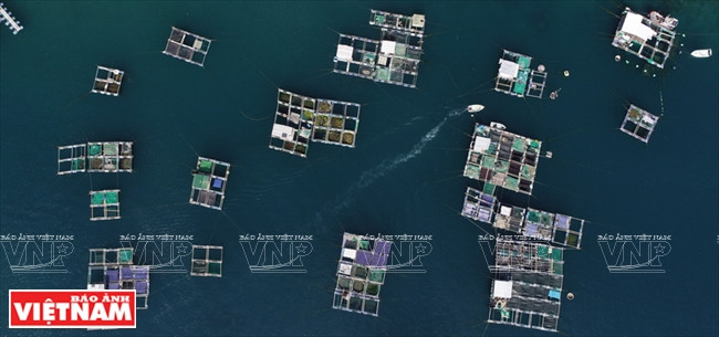 永希湾上的海产养殖筏。