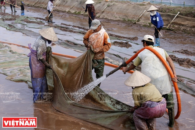 南盛农民用机械收获蛤苗。《越南画报》记者 越强 摄