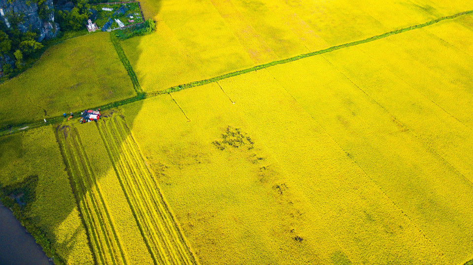 美丽的稻田在岩山中脱颖而出。越通社记者 明德 摄