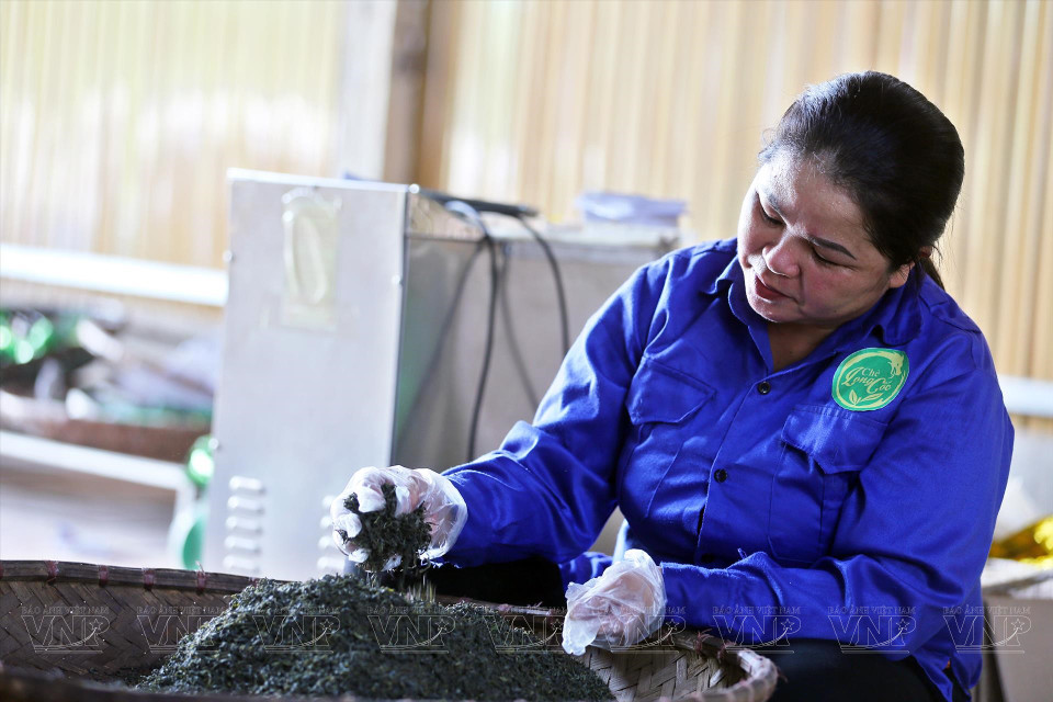 茶叶按照传统手工方法来加工，确保卫生安全标准，无任何添加剂。图自越通社/越南画报