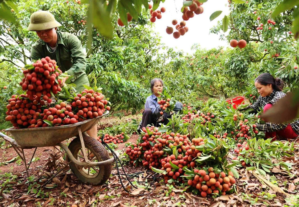 北江省陆岸县按照GlobalGAP标准生产的荔枝种植面积达217公顷，红江、坚牢、西山、甲山、新木、边山等乡获得了美国农业部提供的18个种植区代码。图自越通社