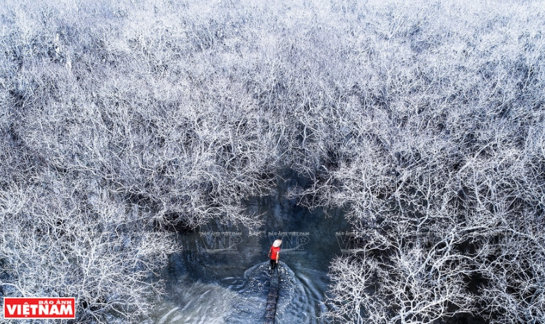 冬天的承天顺化省如茶(Rú Chá)红树林。图自越通社