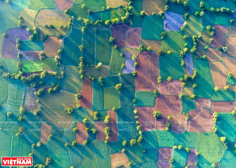 Ta Pa田。图自越通社