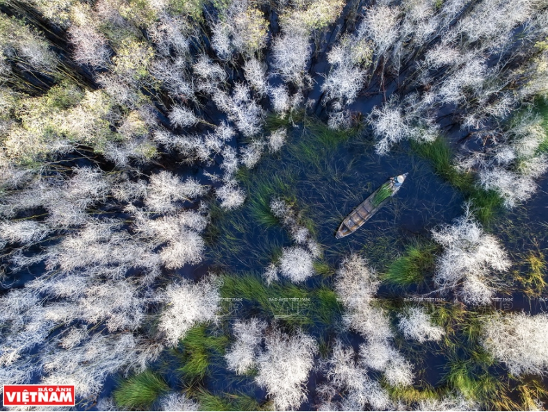 白千层树林。图自越通社