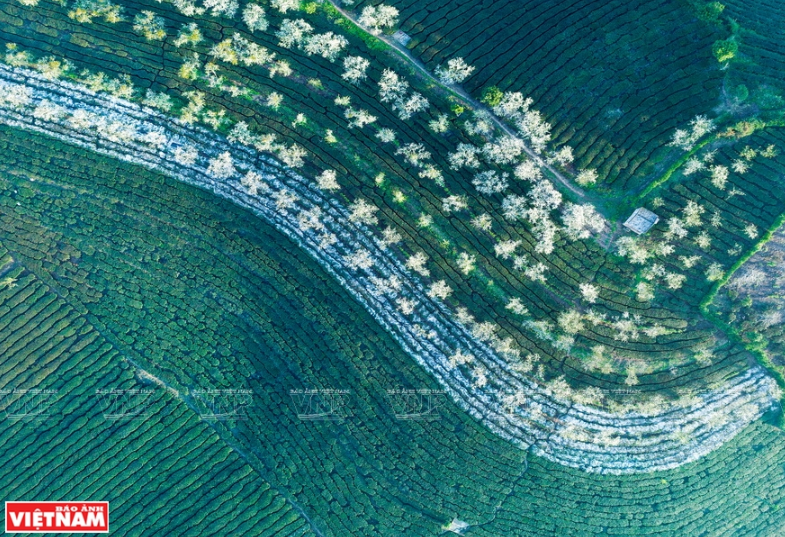 木州茶田。图自越通社