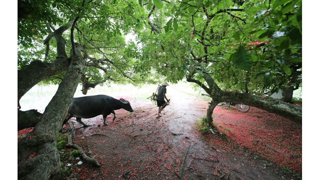 玉蕊群体位于面积为500平方米的土坡。里面还有一个古庙，传说祭祀雄王女儿玉花公主。