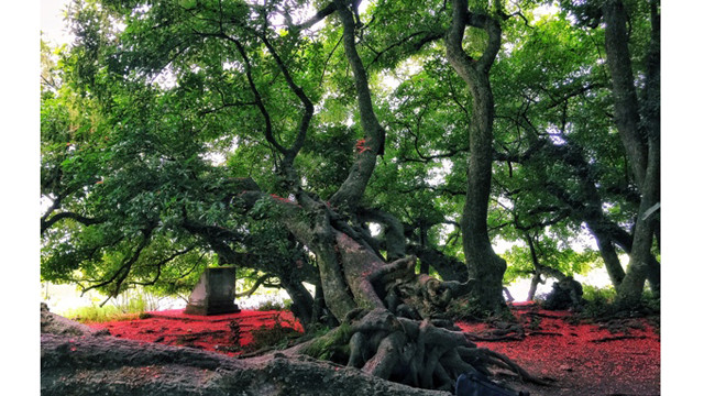 这里共约85棵玉蕊树，是稀有的玉蕊群体被公认为越南遗产树。