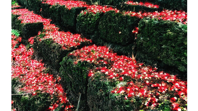 不仅在河内，而在富寿省锦溪县章舍乡丘时（Gò Thờ）庙的玉蕊花也绚烂绽放。