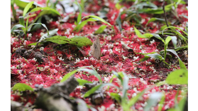 玉蕊花为越南风景点缀了彩色。