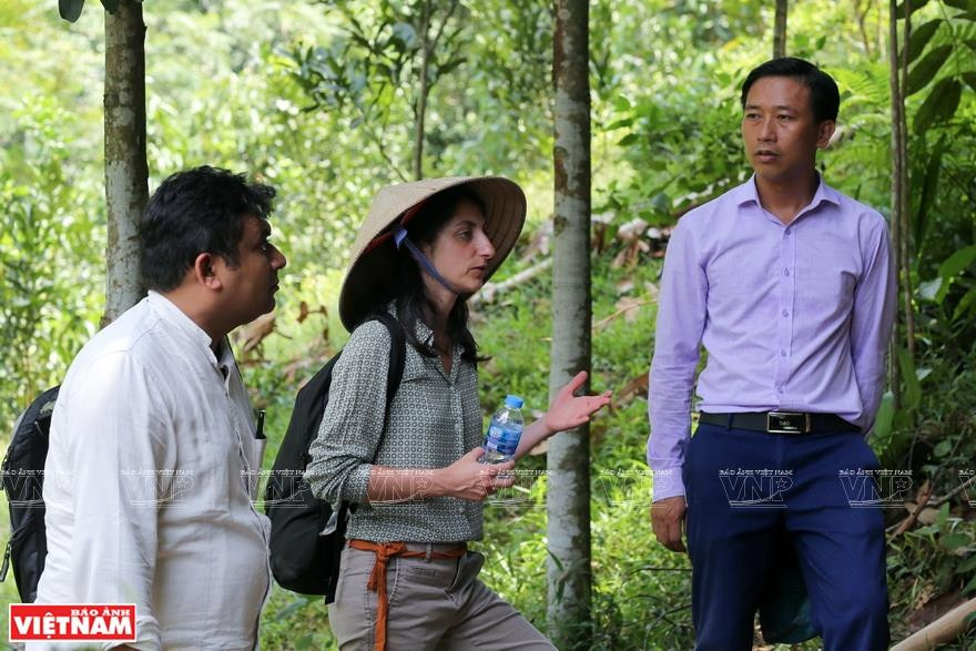 荷兰生物贸易伦理联盟（UEBT）专家Sureel Singh先生和Simona D’amico女士来到安沛省考察Vina Samex原料基地。越南画报记者 越强 摄