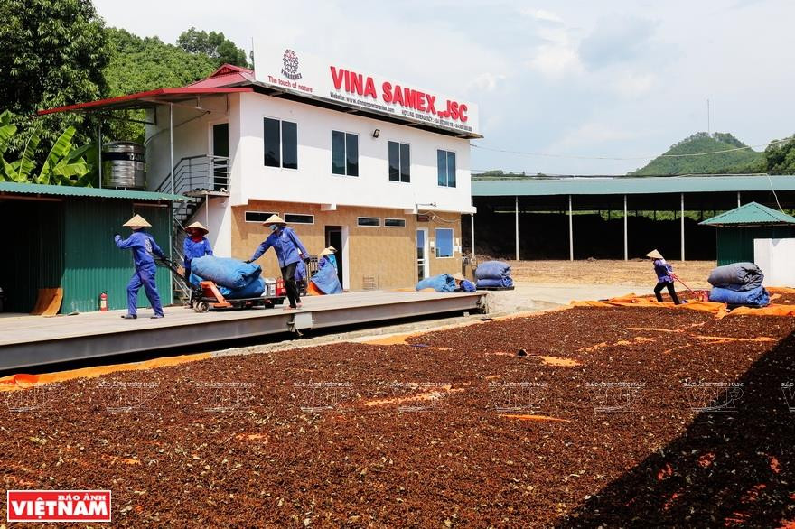 每年，Vina Samex为谅山、安沛、老街等三省的1.5万名劳动者创造就业机会。越南画报记者 越强 摄