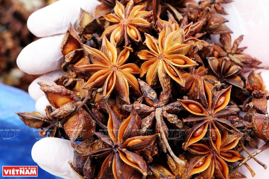出口前的干八角。越南画报记者 越强 摄