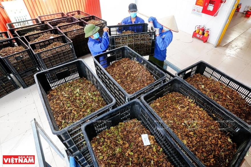 将新鲜八角分类，入厂。越南画报记者 越强 摄