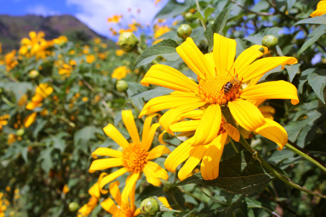 满山盛开着金灿灿的肿柄菊。图自因特网